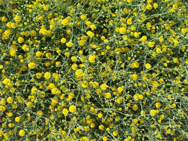  Plants in bloom